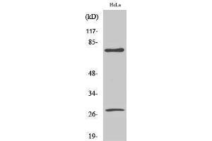 Western Blotting (WB) image for anti-Lamin A/C (LMNA) (Asp230), (cleaved) antibody (ABIN3181809) (Lamin A/C 抗体  (Asp230, cleaved))