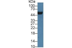 Western Blot; Sample: Rat Serum; Primary Ab: 3µg/ml Rabbit Anti-Rat APOH Antibody Second Ab: 0. (APOH 抗体  (AA 20-297))