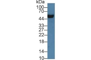 Western Blot; Sample: Rat Serum; Primary Ab: 3µg/ml Rabbit Anti-Rat APOH Antibody Second Ab: 0.