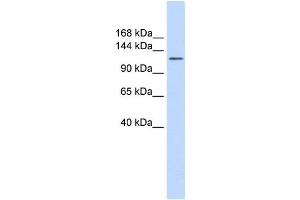 Western Blotting (WB) image for anti-Solute Carrier Family 24 (Sodium/potassium/calcium Exchanger), Member 1 (SLC24A1) antibody (ABIN2458787) (SLC24A1 抗体)
