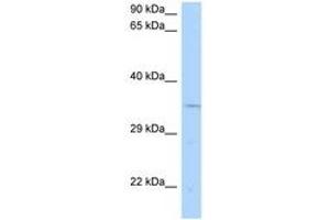 Image no. 1 for anti-Cyclin N-terminal Domain Containing 1 (CNTD1) (AA 201-250) antibody (ABIN6748274) (CNTD1 抗体  (AA 201-250))