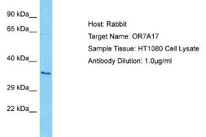 Host: Rabbit Target Name: OR7A17 Sample Type: HT1080 Whole Cell lysates Antibody Dilution: 1. (OR7A17 抗体  (C-Term))