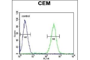 Flow Cytometry (FACS) image for anti-Solute Carrier Family 5 (Sodium/glucose Cotransporter), Member 12 (SLC5A12) (AA 576-605), (C-Term) antibody (ABIN6244243)