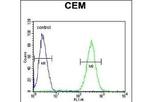 SLC5A12 Antibody (C-term) (ABIN6244243 and ABIN6577316) flow cytometric analysis of CEM cells (right histogram) compared to a negative control cell (left histogram).