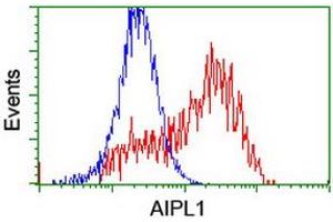HEK293T cells transfected with either RC204079 overexpress plasmid (Red) or empty vector control plasmid (Blue) were immunostained by anti-AIPL1 antibody (ABIN2455133), and then analyzed by flow cytometry. (AIPL1 抗体)