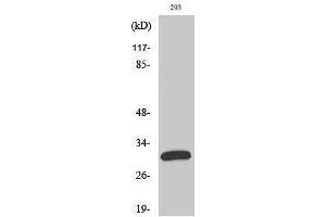 Western Blotting (WB) image for anti-Fas Ligand (TNF Superfamily, Member 6) (FASL) (Internal Region) antibody (ABIN3184595) (FASL 抗体  (Internal Region))