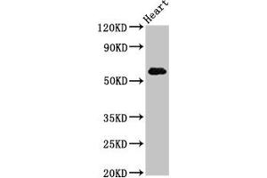 Western Blot Positive WB detected in: Rat heart tissue All lanes: SLC11A1 antibody at 5 μg/mL Secondary Goat polyclonal to rabbit IgG at 1/50000 dilution Predicted band size: 60, 48 kDa Observed band size: 60 kDa (SLC11A1 抗体  (AA 1-58))