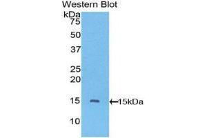 Western Blotting (WB) image for anti-Vascular Endothelial Growth Factor C (VEGFC) (AA 108-223) antibody (ABIN1860931) (VEGFC 抗体  (AA 108-223))