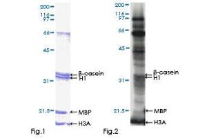 Kinase Activity Assay (KAA) image for Casein Kinase 2, alpha Prime Polypeptide (CSNK2A2) (AA 1-350) protein (GST tag) (ABIN1350553)