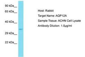 Image no. 1 for anti-Aquaporin 12A (AQP12A) (C-Term) antibody (ABIN6750802) (Aquaporin 12A 抗体  (C-Term))