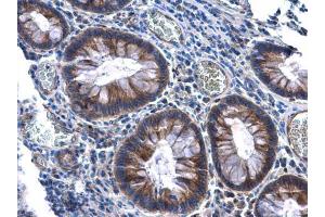 IHC-P Image KAO antibody [N1N2], N-term detects KAO protein at cytoplasm in human human colon by immunohistochemical analysis. (DAO 抗体  (N-Term))