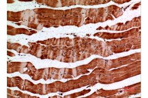 Immunohistochemistry (IHC) analysis of paraffin-embedded Mouse Muscle, antibody was diluted at 1:100. (ALDH2 抗体  (N-Term))