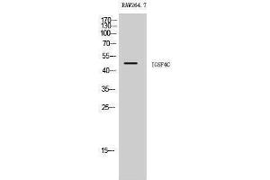 Western Blotting (WB) image for anti-Cell Adhesion Molecule 4 (CADM4) (C-Term) antibody (ABIN3175605) (Cell Adhesion Molecule 4 抗体  (C-Term))