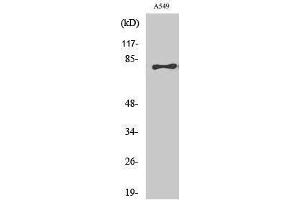 Western Blotting (WB) image for anti-Bromodomain Containing 3 (BRD3) (C-Term) antibody (ABIN3174058) (BRD3 抗体  (C-Term))