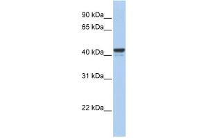 WB Suggested Anti-FOXJ1 Antibody Titration:  0. (FOXJ1 抗体  (Middle Region))