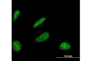 Image no. 2 for anti-DBF4 Homolog (DBF4) (AA 2-99) antibody (ABIN599157) (DBF4 抗体  (AA 2-99))