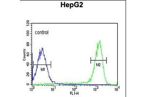 FH2 Antibody (C-term) (ABIN651343 and ABIN2840194) flow cytometric analysis of HepG2 cells (right histogram) compared to a negative control cell (left histogram). (FAAH2 抗体  (C-Term))