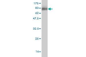 Western Blotting (WB) image for anti-Paired Box 8 (PAX8) (AA 1-450) antibody (ABIN563484)
