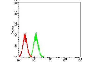 Flow cytometric analysis of A549 cells using CALB2 mouse mAb (green) and negative control (red). (Calretinin 抗体  (AA 172-271))