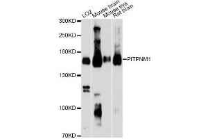 Western blot analysis of extracts of various cell lines, using PITPNM1 Antibody. (PITPNM1 抗体)