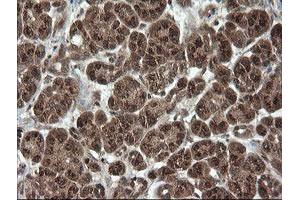 Image no. 2 for anti-OTU Domain, Ubiquitin Aldehyde Binding 1 (OTUB1) antibody (ABIN1499933) (OTUB1 抗体)