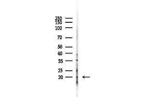 anti-Mediator Complex Subunit 30 (MED30) (Internal Region) antibody
