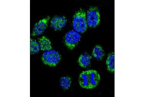 Confocal immunofluorescent analysis of CALM1 Antibody (C-term) (ABIN652489 and ABIN2842329) with Hela cell followed by Alexa Fluor® 488-conjugated goat anti-rabbit lgG (green). (Calmodulin 1 抗体  (C-Term))