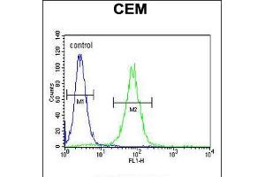 Flow cytometric analysis of CEM cells (right histogram) compared to a negative control cell (left histogram). (FOLH1B 抗体  (C-Term))
