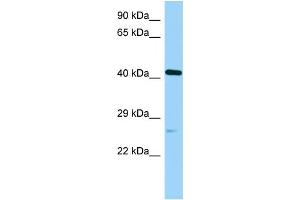 WB Suggested Anti-Poc1a Antibody Titration: 1. (POC1A 抗体  (C-Term))