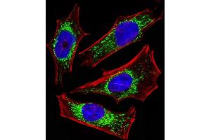 Fluorescent image of Hela cells stained with ETFA Antibody (Center) (ABIN6243648 and ABIN6577412). (ETFA 抗体  (AA 192-226))