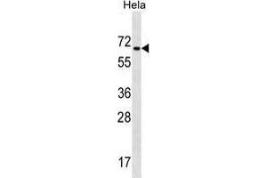 ZNF35 Antibody (Center) western blot analysis in Hela cell line lysates (35 µg/lane). (ZNF35 抗体  (Middle Region))