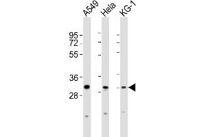 All lanes : Anti-PYCRL Antibody (C-term) at 1:2000 dilution Lane 1: A549 whole cell lysates Lane 2: Hela whole cell lysates Lane 3: KG-1 whole cell lysates Lysates/proteins at 20 μg per lane. (PYCRL 抗体  (C-Term))