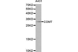 Western blot analysis of extracts of A431 cells lines, using COMT antibody. (COMT 抗体  (AA 42-221))