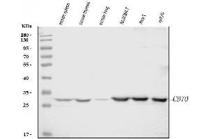 Western blot analysis of Cd70 using anti-Cd70 antibody (ABIN7601463). (CD70 抗体  (AA 36-191))