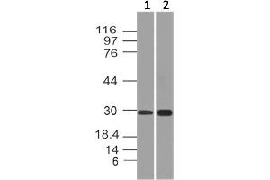 Image no. 1 for anti-APAF1 Interacting Protein (APIP) antibody (ABIN5027749) (APIP 抗体)