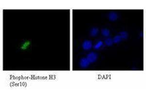 Immunofluorescence (IF) image for anti-Histone H3 (H3) (pSer10) antibody (ABIN2666380) (Histone 3 抗体  (pSer10))