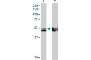 Western Blot analysis of FICD expression in transfected 293T cell line by FICD MaxPab polyclonal antibody. (FICD 抗体  (AA 1-458))