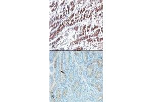 Image no. 1 for anti-HtrA Serine Peptidase 2 (HTRA2) (AA 335-350) antibody (ABIN208125) (HTRA2 抗体  (AA 335-350))