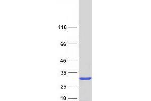 Western Blotting (WB) image for Eukaryotic Translation Initiation Factor 1A Domain Containing (EIF1AD) protein (Myc-DYKDDDDK Tag) (ABIN2720590)