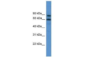WB Suggested Anti-ZNF257 Antibody Titration:  0. (ZNF257 抗体  (C-Term))