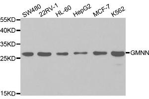 Western blot analysis of extracts of various cell lines, using GMNN antibody. (Geminin 抗体)