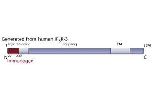 Image no. 3 for anti-Inositol 1,4,5-Trisphosphate Receptor, Type 3 (ITPR3) (AA 22-230) antibody (ABIN967899) (ITPR3 抗体  (AA 22-230))