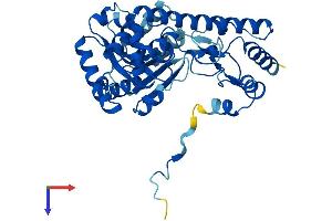 AlphaFold protein structure predicition of Mouse Recombinant Got1l1 Protein, UniprotID Q7TSV6