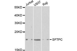 Western Blotting (WB) image for anti-Surfactant Protein C (SFTPC) antibody (ABIN1874760) (Surfactant Protein C 抗体)