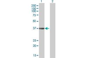 Western Blot analysis of OGG1 expression in transfected 293T cell line by OGG1 MaxPab polyclonal antibody. (OGG1 抗体  (AA 1-324))