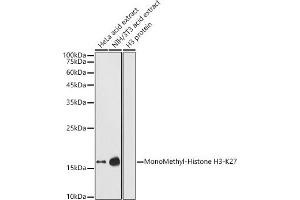 Western blot analysis of extracts of various cell lines, using MonoMethyl-Histone H3-K27 antibody (ABIN3023262, ABIN3023263, ABIN3023264, ABIN1513004 and ABIN6219518) at 1:1000 dilution. (Histone 3 抗体  (H3K27me1))