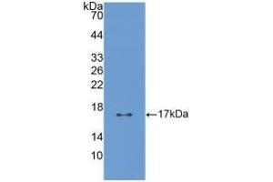 Detection of Recombinant PTN, Human using Polyclonal Antibody to Pleiotrophin (PTN) (Pleiotrophin 抗体  (AA 33-168))
