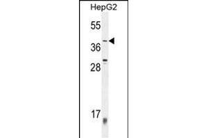 ZN Antibody (C-term) (ABIN654520 and ABIN2844243) western blot analysis in HepG2 cell line lysates (35 μg/lane). (ZNF763 抗体  (C-Term))