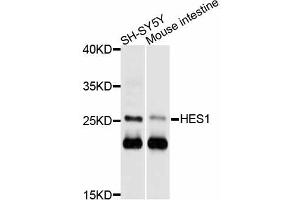 Western blot analysis of extracts of various cell lines, using HES1 antibody (ABIN4903890) at 1:1000 dilution. (HES1 抗体)