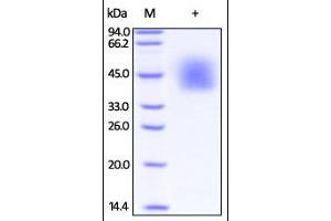 SDS-PAGE (SDS) image for Inducible T-Cell Co-Stimulator Ligand (ICOSLG) (AA 19-258) (Active) protein (His tag) (ABIN2181242)